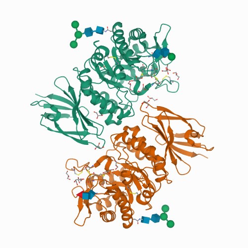 Crystal structure of human α-N-acetylgalactosaminidase