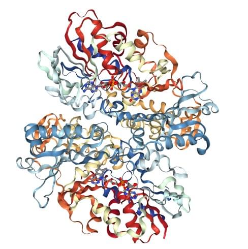 The crystal structure of L-amino acid oxidase from the B. jararacussu venom