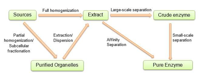 Enzyme Expression and Purification