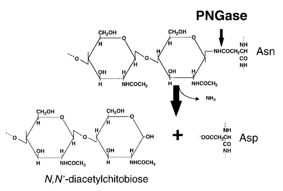 Schematic representation of enzymatic reaction of peptide: N-glycanase (PNGase) acting on an asparagine-linked glycoprotein