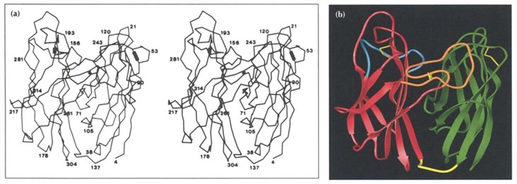 Structure of PNGase