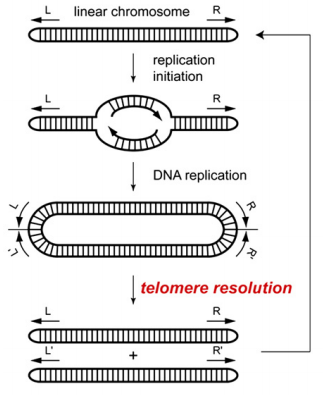 Protelomerase - Creative Enzymes