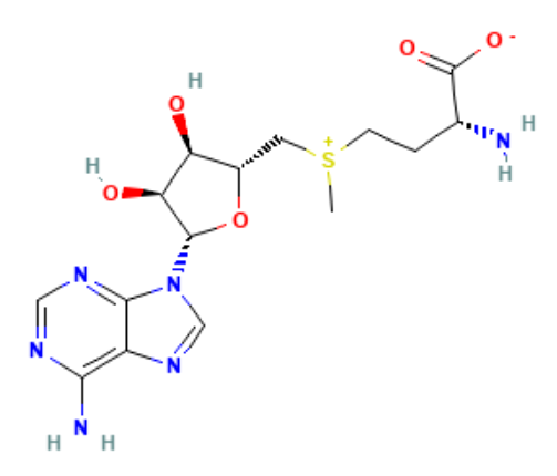 The  structure of SAM