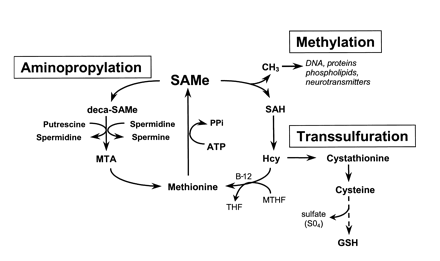 Metabolism of S-adenosylmethionine 