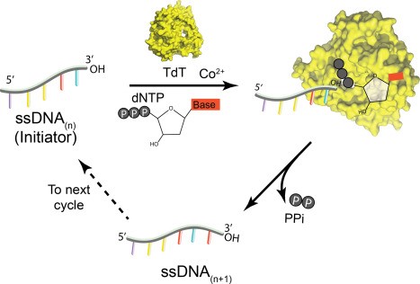 The catalytic process of TdT