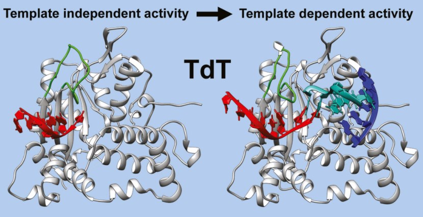 Structures of mouse TdT