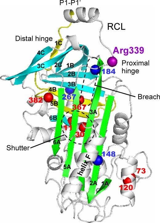 Structure of Ovalbumin