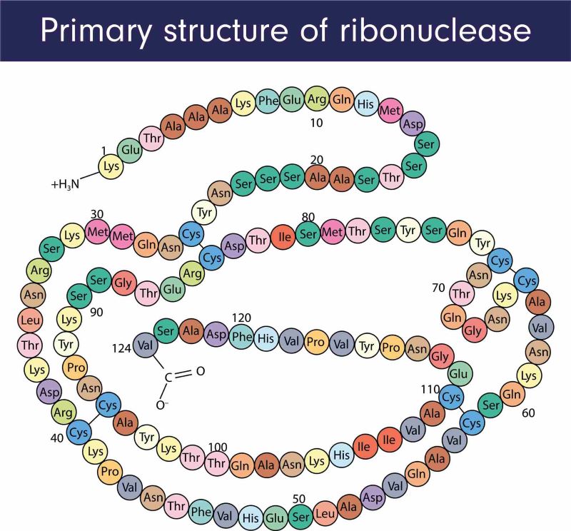 Primary Structure of Ribonuclease